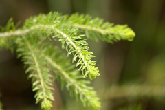 Acacia torringtonensis