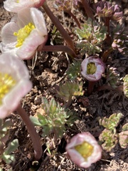 Ranunculus andersonii