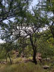 Vachellia robusta robusta