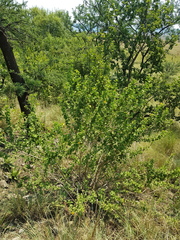 Hibiscus subreniformis