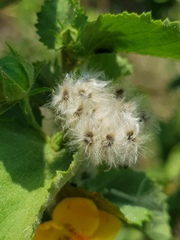 Hibiscus subreniformis