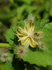 Hibiscus subreniformis