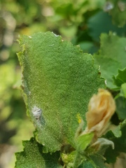 Hibiscus subreniformis