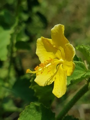 Hibiscus subreniformis