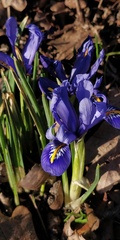 Iris reticulata