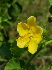Hibiscus subreniformis