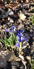 Iris reticulata