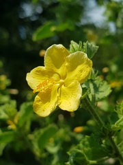 Hibiscus subreniformis