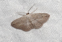 Scopula desita