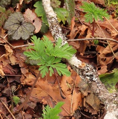 Dicentra formosa formosa