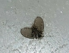 Clogmia albipunctata