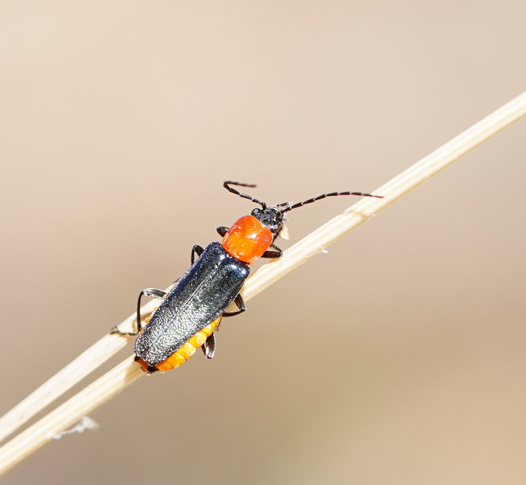 Tricolor Soldier Beetle from Boosey Crk, Tungamah VIC 3728, Australia