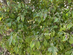 Eugenia biflora