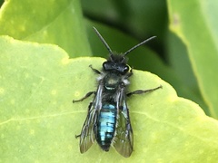 Andrena cerasifolii