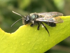 Andrena cerasifolii