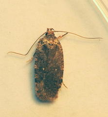 Agonopterix clemensella