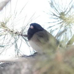 Junco hyemalis