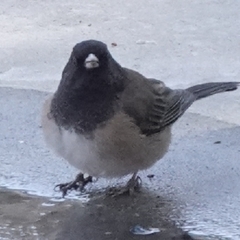 Junco hyemalis