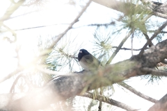 Junco hyemalis