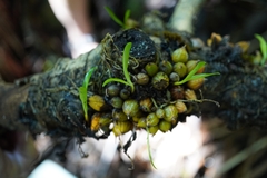 Dendrobium schneiderae