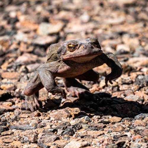 Sonoran Desert Toad