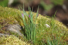 Olsynium douglasii douglasii