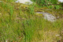 Olsynium douglasii douglasii