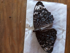 Hamadryas atlantis atlantis