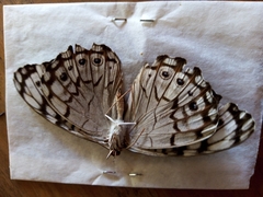 Hamadryas atlantis atlantis