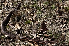 Farancia erytrogramma erytrogramma