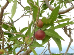 Myrciaria dubia