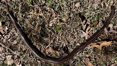 Farancia erytrogramma erytrogramma