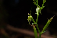 Acianthus amplexicaulis