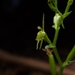Acianthus amplexicaulis - Photo (c) Daniel,  זכויות יוצרים חלקיות (CC BY-NC), הועלה על ידי Daniel