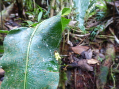 Micrathena decorata