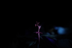 Acianthus amplexicaulis