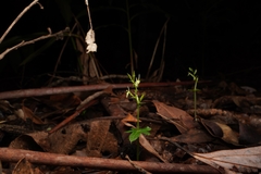 Acianthus amplexicaulis