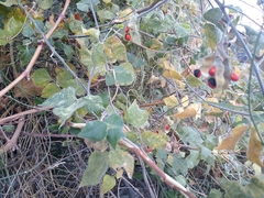 Rhynchosia precatoria