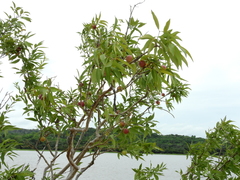 Myrciaria dubia