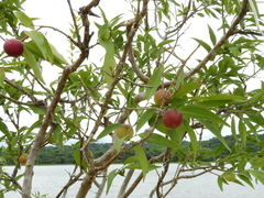 Myrciaria dubia