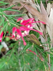 Russelia equisetiformis