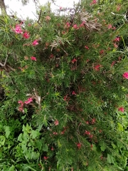 Russelia equisetiformis