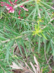 Russelia equisetiformis