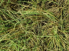 Chrysopogon serrulatus