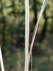 Chrysopogon serrulatus