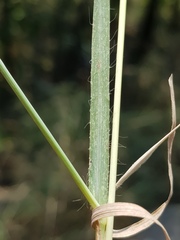 Chrysopogon serrulatus