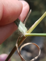 Chrysopogon serrulatus