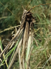 Chrysopogon serrulatus