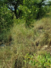 Chrysopogon serrulatus