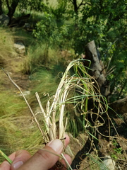Chrysopogon serrulatus